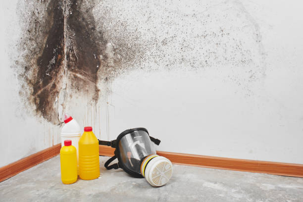 Attic Mold Removal in Florence, CO