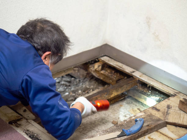 Best Attic Mold Removal  in Florence, CO