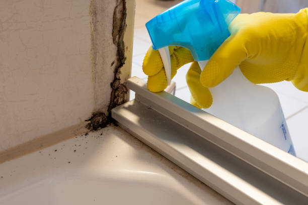 Best Black Mold Removal  in Florence, CO