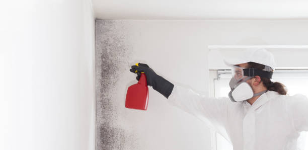 Best Certified Mold Removal  in Florence, CO