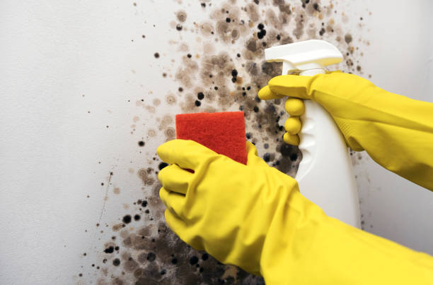 Trusted Florence, CO Mold Removal Experts