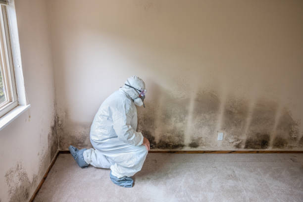 Best Mold Removal and Inspection  in Florence, CO