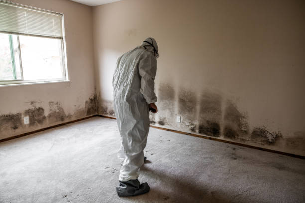 Mold Removal and Inspection in Florence, CO