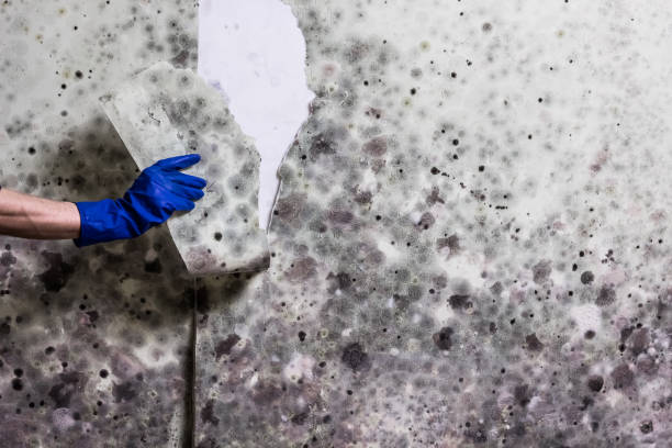 Best Mold Testing  in Florence, CO