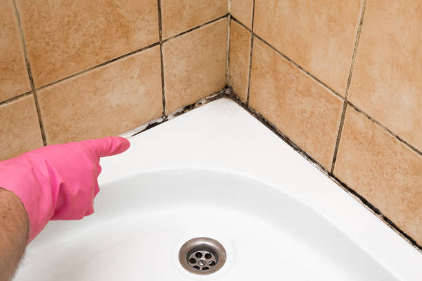 Certified Mold Removal in Florence, CO